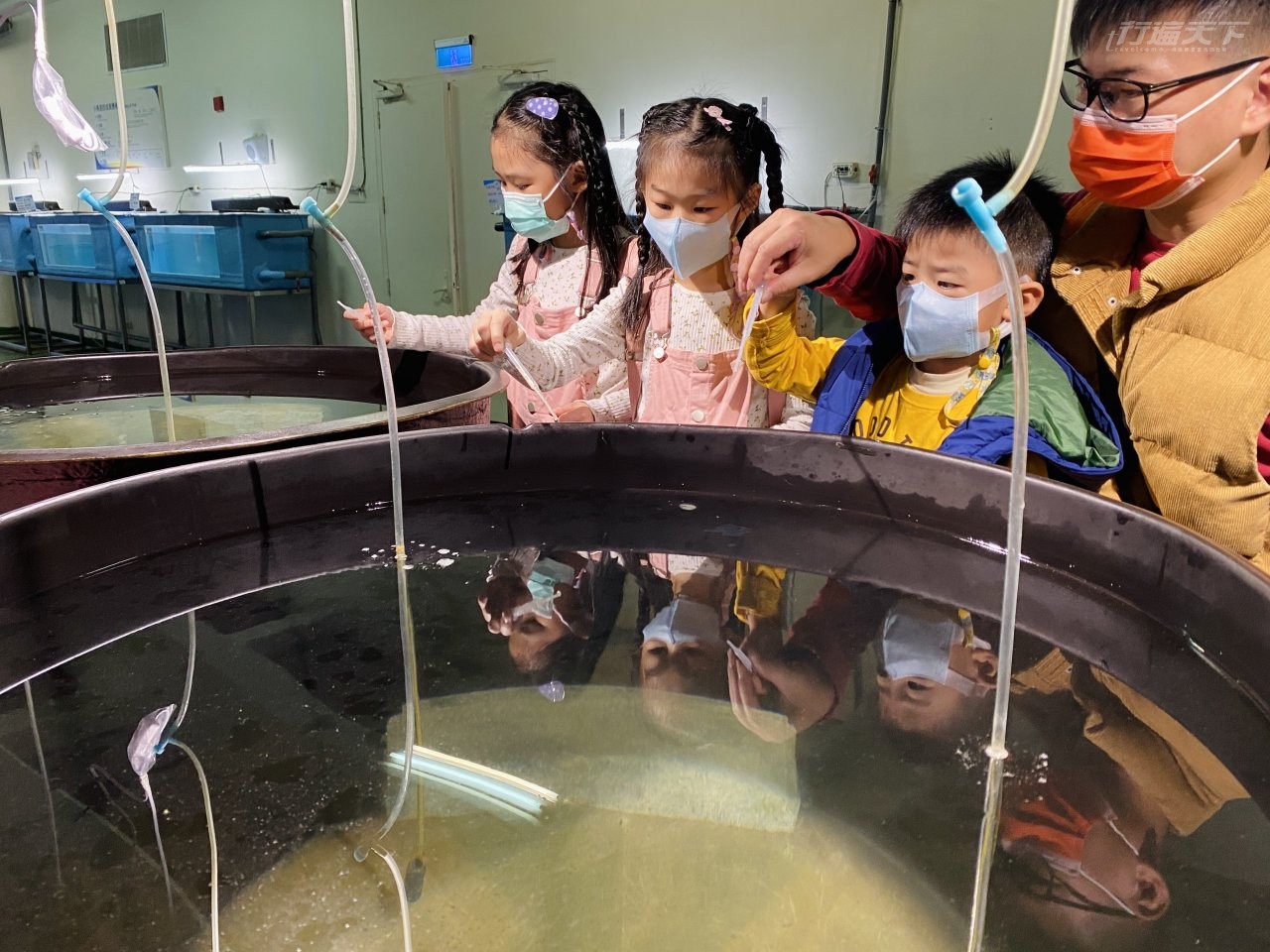 ▲解密海生館後場,親子觀察仔稚魚。