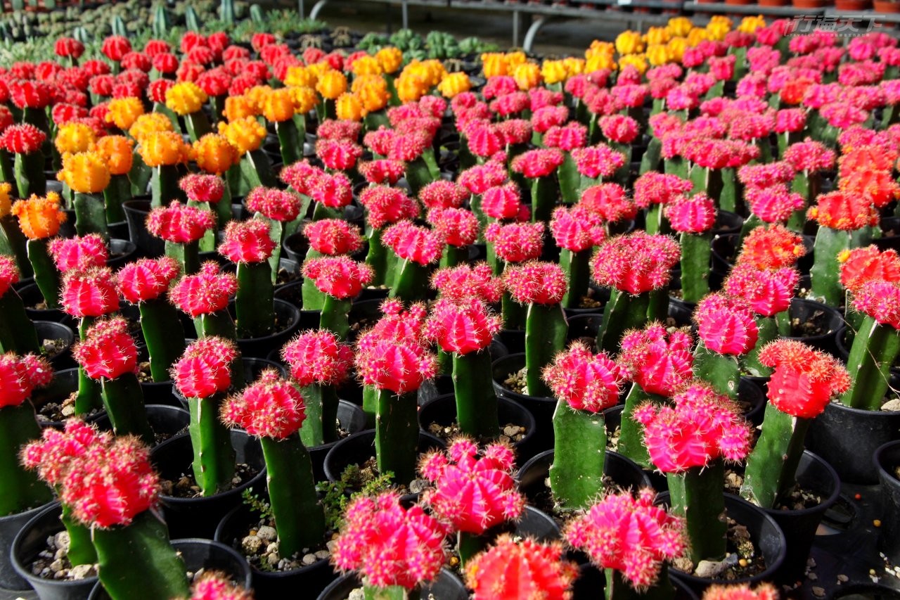 ▲多肉植物多樣態,出錦、群生、綴化各異其趣。