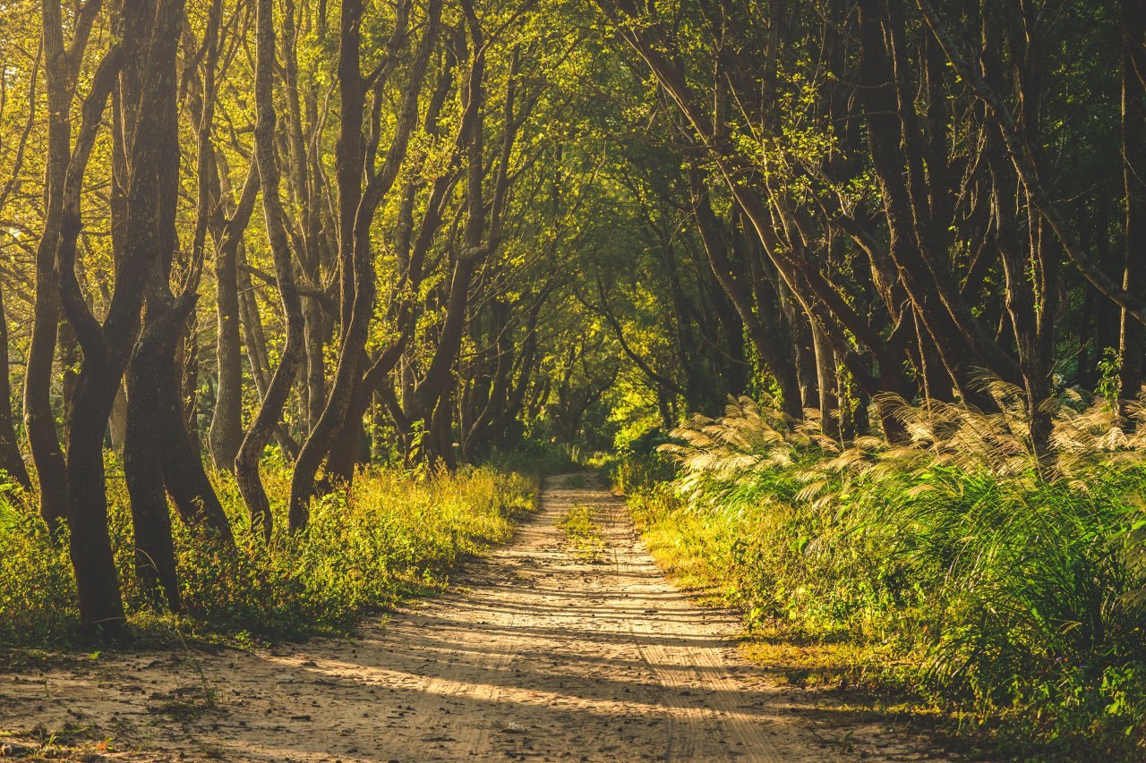 ▲夢幻的楓林隧道(圖片提供:火花羅)
